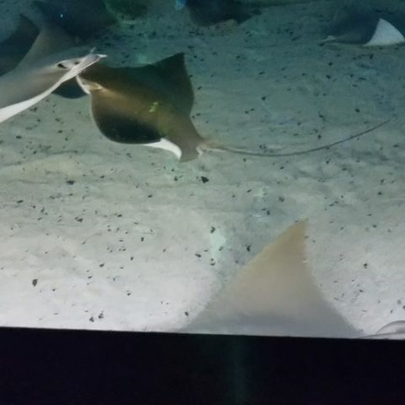 Meet your Posher, Ethan - Picture 1 of 1